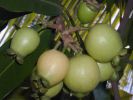 guayaba010317-1154-13.jpg