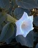 Datura stramonium.jpg