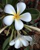 Plumeria obtusa.jpg