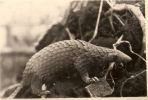 animalito (pangolin, creo si uno mas listo no dice lo contrario).jpg